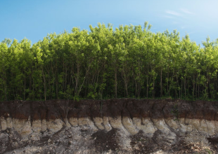 New Research at UC Santa Barbara and San Diego State Finds That Plants Respond to Water Stress in Different Ways